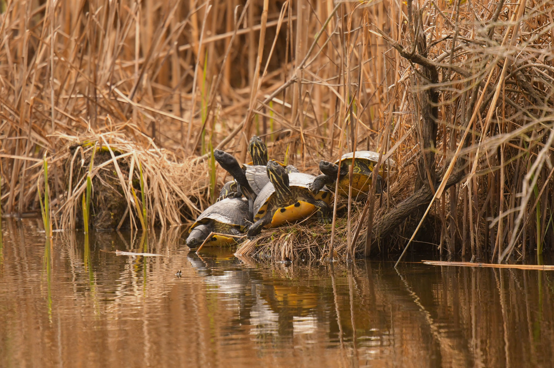 Vistas With Wildlife Category Honorable Mention #1: